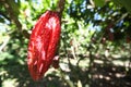 A cocoa pod on a tree