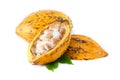 Cocoa pod on a white background.