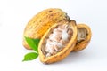 Cocoa pod on a white background. Royalty Free Stock Photo