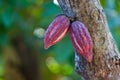 Cocoa pods Royalty Free Stock Photo