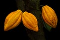 Cocoa Pods Royalty Free Stock Photo