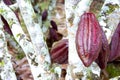 Cocoa Pods Royalty Free Stock Photo