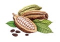 Cocoa pods, cocoa beans and leaves Royalty Free Stock Photo