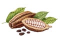 Cocoa pods, cocoa beans and leaves Royalty Free Stock Photo
