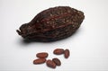 Cocoa pods and beans Royalty Free Stock Photo
