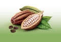 Cocoa pods, cocoa beans and leaves Royalty Free Stock Photo