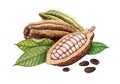 Cocoa pods, cocoa beans and leaves Royalty Free Stock Photo