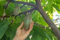 Cocoa pods grow on cacao trees in hand