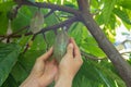 Cocoa pods  grow on cacao trees in hand Royalty Free Stock Photo