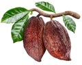 Cocoa pods hanging from the cocoa branch. Conceptual photo.
