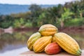 Cocoa pods cocoa organic chocolate farm Thailand