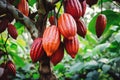 Cocoa pods on the tree