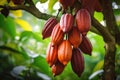 Cocoa pods on the tree