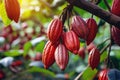 Cocoa pods on the tree