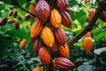 Cocoa pods on the tree