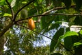 Cocoa pods on the tree ripe organic tropical fruit Trinidad