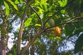 Cocoa pods on the tree ripe organic tropical fruit Trinidad