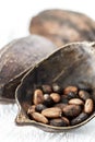 Cocoa Pods On White Wooden Table Royalty Free Stock Photo