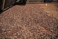 Cocoa raw beans drying on rusty iron board on farm