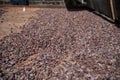 Cocoa raw beans drying on rusty iron board on farm Royalty Free Stock Photo