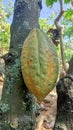 Cocoa ripe on the tree