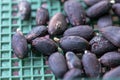 Cocoa seed sprouting in a green basket