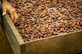 Cocoa seeds drying on an organic plantation Royalty Free Stock Photo