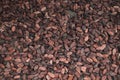 Cocoa seeds in Guadeloupe Royalty Free Stock Photo