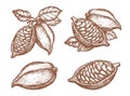 Cocoa with seeds sketch. Chocolate ingredient vector. Hand drawn whole and open cocoa pod