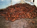 Cocoa seeds in solar dryer Royalty Free Stock Photo