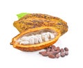 Cocoa seeds on white background Royalty Free Stock Photo