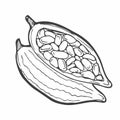 Cocoa plant. Hand-drawn vector Cacao beans, leaves. Doodle Outline sketches Vector illustration for design menu, shop, fabric,