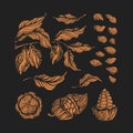 Cocoa set. Vector engraving. Botanical shape