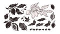 Cocoa silhouette set. Vector tree, isolate bean