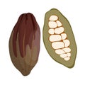 Cocoa tree fruit whole and sliced with natural cacao beans inside, exotic chocolate fetus, organic raw cocoa beans hand drawn