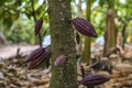 The cocoa tree with fruits. Yellow and green Cocoa pods grow on the tree, cacao plantation in Thailand, Cocoa fruit hanging on the Royalty Free Stock Photo