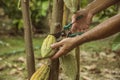 The cocoa tree with fruits. Yellow and green Cocoa pods grow on the tree