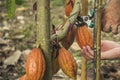 The cocoa tree with fruits. Yellow and green Cocoa pods grow on the tree