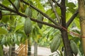 The cocoa tree with fruits. Yellow and green Cocoa pods grow on the tree