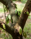 Cocoa tree with hanging fruits Royalty Free Stock Photo