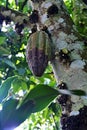 Raw cocoa beans, cacao beans or cocoa. Pod with ripe beans.