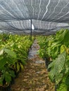 Cocoa tree nusery with various varity of cocoa clones