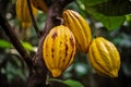 Cocoa tree with ripe fruits closeup, chocolate , ai generated