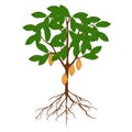 Cocoa tree with roots, leaves and fruits on a white background.