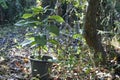 Cocoa tree which manages planting in pot