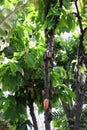 Cocoa trees, with hanging seed pods, growing in the Mitchell Park Horticultural Conservatory in Milwaukee, Wisconsin Royalty Free Stock Photo