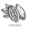 Cocoa tropical fruit with beans