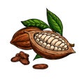 Cocoa vector superfood drawing set. Organic healthy food sketch.