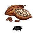 Cocoa vector superfood drawing set. Organic healthy food sketch.