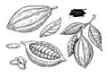 Cocoa vector superfood drawing set.Organic healthy food sketch.